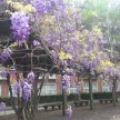1804-中華大學紫藤花季_180403_0002