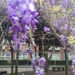 1804-中華大學紫藤花季_180403_0003