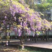 1804-中華大學紫藤花季_180403_0004